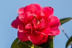 Spring flowers in bloom