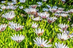 Spring flowers in bloom at Trengwainton