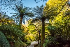 Tree Fern Glade