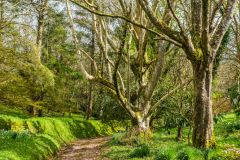 A quiet woodland garden path