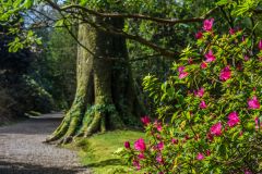 A flower-lined path near the house