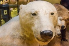 A polar bear (stuffed, of course!)