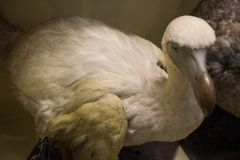 Model of a Reunion Island dodo