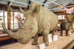 An African white rhinoceros