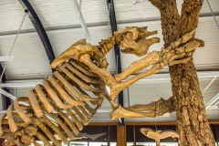 Skeleton of a giant sloth