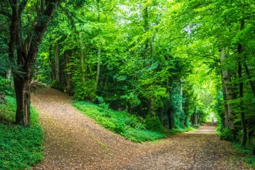 Charles Bridgman's 18th-century woodland garden