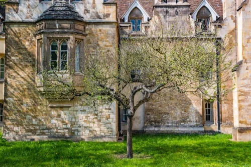 Isaac Newton's apple tree