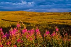 Evening light, Troughend