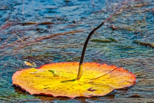 Lily pad at Turraman Loch