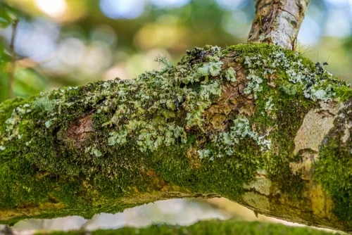Lichen abounds in Ty Canol woods