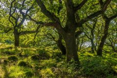 Twisted trees and mossy rocks abound