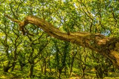 Bare branches are like sculptures