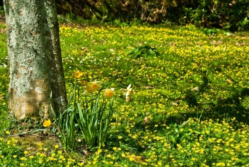 Daffodils and buttercups in spring