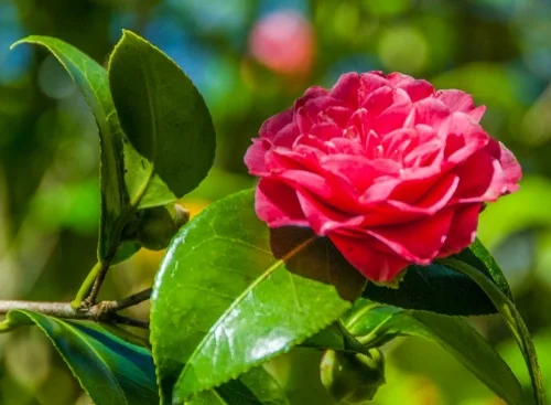 Camellias in bloom