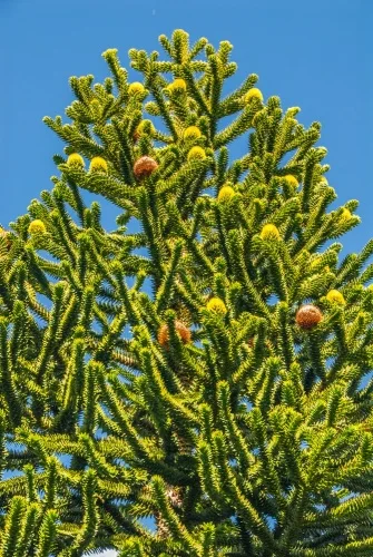A monkey puzzle tree