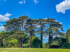 Upton House, Cedars of Lebanon planted circa 1650