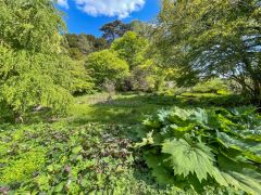 Upton House, The Bog Garden