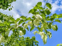Upton House, Handkerchief Tree in the Wild Garden