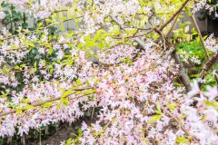 Spring blossoms in the gardens