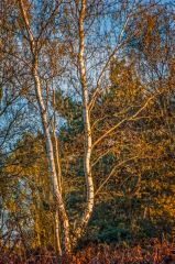 Late evening in the Walberswick National Nature Reserve