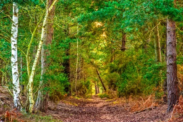 A woodland trail through the Walberswick National Nature Reserve