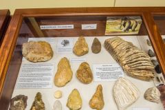 Palaeolithic finds, including a mammoth's tooth