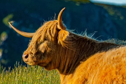 A Highland cow grazing at Stein
