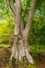 Weem Forest & St David's Well, A striking tree on the Weem Forest Walk