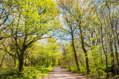 Wellington Monument, You approach the Monument down a beech avenue