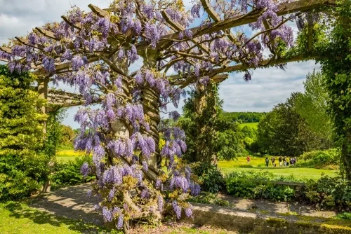 The Pergola at West Dean