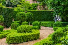 Clipped topiary near the historic house