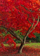Lush, deep red leaves