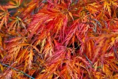 Yet more vibrant colour in autumn