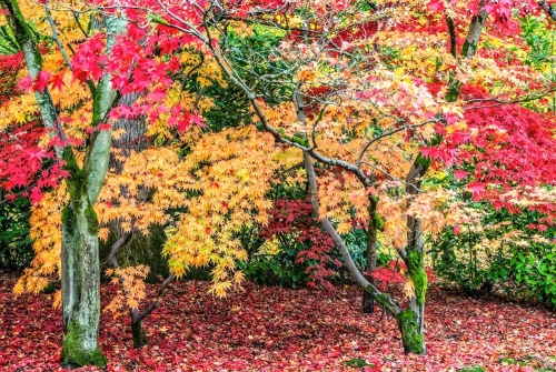Westonbirt Arboretum