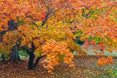 Autumn colours at Westonbirt