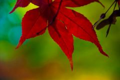 Brilliant red leaves