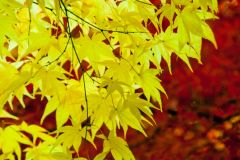 Yellow maple leaves
