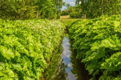 Looking down the Canal