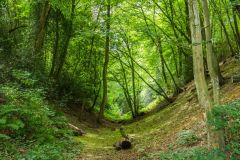 Devil's Dyke, Wheathampstead, Heading south along the Dyke ditch
