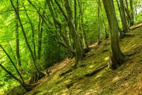 The west bank of the earthworks