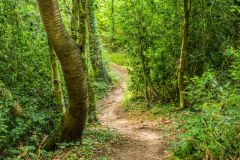 Devil's Dyke, Wheathampstead, The trail along the top of the earthwork bank