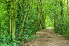 Devil's Dyke, Wheathampstead, The top of the western earthwork bank