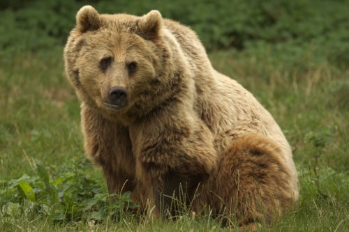 Eurasian Brown Bear, ZSL Whipsnade Zoo (c) Mark Anderson