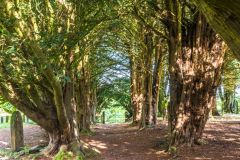 You approach the church down a yew avenue