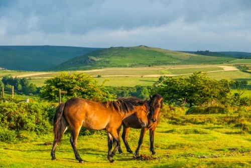 Dartmoor ponies near Widecombe-in-the-Moor