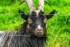 Galloway Forest Park, Who's observing who? Wild Goat Park
