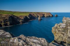 Western Blackapit from Willapark