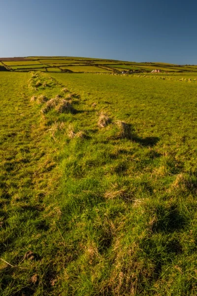 'Stitch Meal' field strips