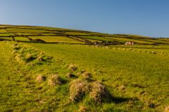 Looking south over Forrabury Stitches