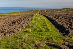 The Forrabury Stitches in spring